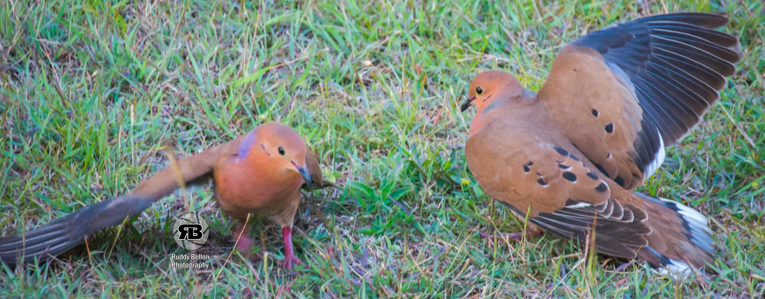 chasseurs de Guadeloupe