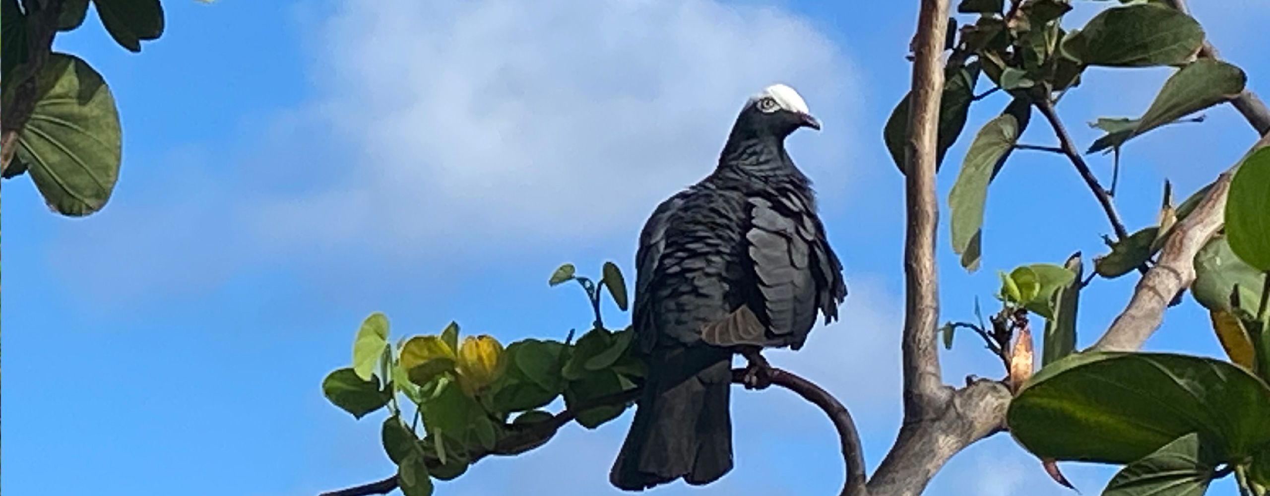 chasse en guadeloupe