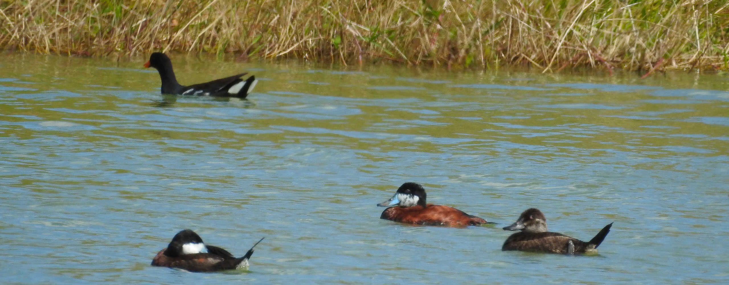 chasse en guadeloupe